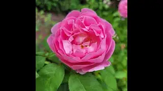Rodin's Rose Garden - Paris, France Music for Relaxation