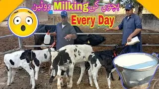 Dairy Farm Ki Assal Kamai Kaise Hoti Hai? Is par tuwajoo daye !