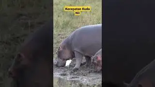 Kecepatan Kuda Nil #pengetahuan #bukudunia #viral