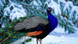 Mystical Relaxation Music | Peacock in an Ice Forest ❄️🦚 | Deep Calm & Inner Peace