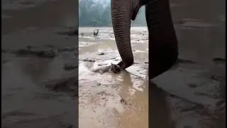 Elephant Saves Baby Tiger from Deep Mud