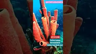 SYCON/porifera/#sponge/biology/class 11th biology /#Animalkingdom/#NCERT/seasponge/#phylum-porifera🌏
