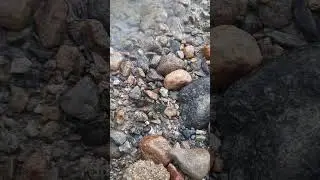 Sea Snake Cucumber (Synapta maculata)