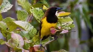 Beautiful Yellow-rumped Marshbird &ndash; Swamp sounds (Pseudoleistes guirahuro)