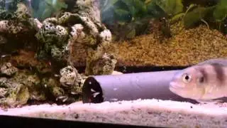 Limnochromis auritus