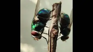 These are Carrion flies | Locate dead bodies in minutes of death