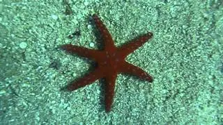 Шестиконечная Морская звезда.Porous Sea Star.Fromia milleporella.