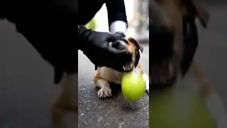 Watch someone save a choking puppy fast! 🐶