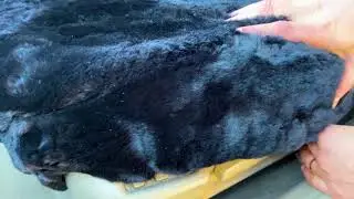 Sheepskin Seat Covers