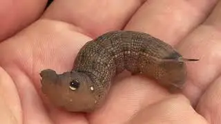 🐛 Rescuing a Rare VINE HAWKMOTH!