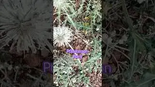 Ptilostemon&nbsp;is a&nbsp;genus&nbsp;of plants in the tribe&nbsp;Cardueae&nbsp;