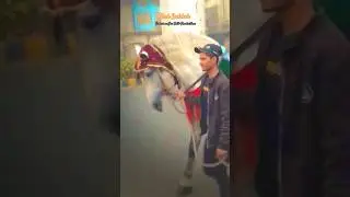 Shah Badshah Zuljana ❤️ #subscribe #shorts