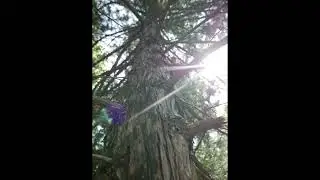 Mercy Mercy Cover
