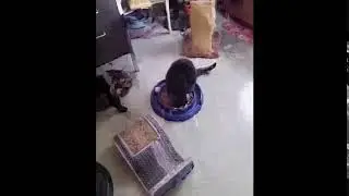 cat