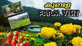 Kundala farm visit | KDHP Farm visit Munnar | Munnar tourist places | Munnar travelog