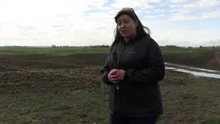 Wheat School: Keep watch for cereal leaf beetle damage