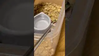 アマガエルのピンセット給餌