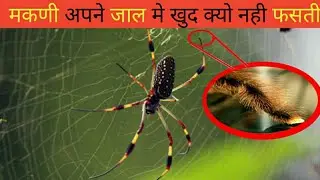 मकणी अपने झाले मे क्यों नही फँसती है ||#Gdep 59 ||#factride ||