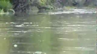 Blue Winged Olive Hatch in Bosnia with Paul Procter