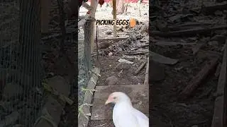 PICKING CHICKEN EGGS SA AMING LITTLE CHICKEN FARM| Nature and Daily Life Vlogs