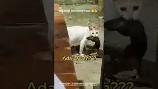 Kucing VS Tikus Besar &mdash; Ada Lawan???