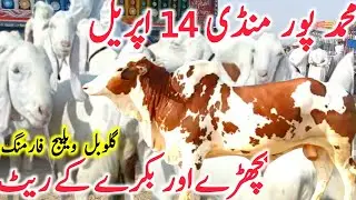 Today Muhammad Pur Cow Mandi | Qurbani Bachre | Rajinpuri Bakre || Global Village Farming