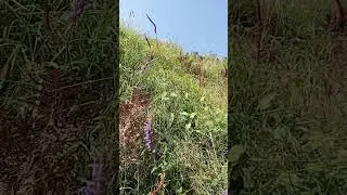 amazing 😍🤩 flowers 🌹 in jungle#nature #lifeisbutadream #mountains #swatpakistan