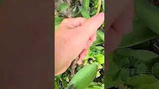 Pheasant's tail flower seeds Anthurium schlechtendalii   Playa del Carmen Mexico tropical plant life