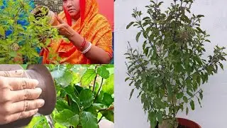 Sakhalu gadhei tulisi mule | ସକାଳୁ ତୁଳସୀ ମୂଳେ ପାଣି ଅର୍ପଣ କଲି #vlog