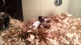 Ball Python Feeding Strike