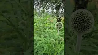 Globe Thistle Before Bloom &ndash; Spiky Beauty in the Garden