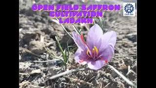 Saffron Open Field Cultivation Ladakh | CSIR-IIIM, R&D Palam farm, Leh