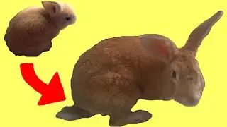 Rabbit Growing 2.5 Years (Time Lapse)