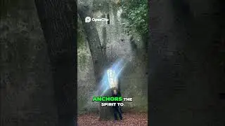 Haunted Oak Tree  Ghostly Monks Guard Cursed Spirit