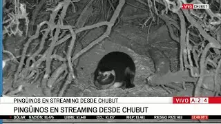 🐧 CIENCIA EN VIVO: PING&Uuml;INOS EN EL STREAMING DEL CONICET