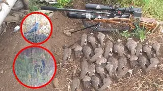 🔴 BERBURU RATUSAN TEKUKUR !!MANTAP MASEE