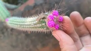 Feliz natal.mostrando os troquinhos das gibiflora que podei dos pneus.