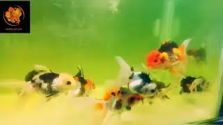 Commercial Grade Apaches, Tri Color, Panda Oranda Goldfish | Goldfish Farm India