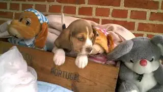 beagel-nestje-7pups.wmv