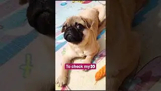 Pug Timmu 🐕needs to check 🤓#shorts#pug#petlover#dogs#cute#viralshorts#funny#adorable#pugshorts#pets