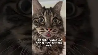We&rsquo;re all in trouble now #cats #shorts #catvideos #pets #bestcat #takeover