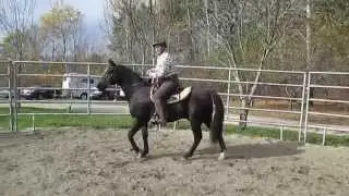 Teaching a one rein stop in Dr. Cook's bitless bridle