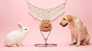 Donut-Cat in a Hidden Trap! 🐾 Curious Bunny & Labrador React #bunny #cat #labrador #trending #viral
