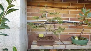 Trasplante de Cedro del Líbano a maceta de Bonsai (19/02/2021)