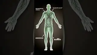 From Life to Skeleton: The Shocking Timeline of Human Decomposition