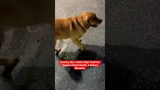 Provide Mental Stimulation. #goldenretriever #doglover #dog #cutedog #puppy #funnydogs #dogshorts