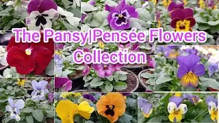 The Pansy | Pens&eacute;e Flowers Collection from Floralux| Napaka gandang Bulaklak