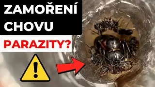 CHOV&Aacute;M DOMA MRAVENCE! Co se může pokazit?