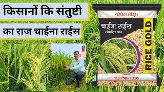 किसान की संतुष्टि का राज चाईना राईस | China Rice | Yashoda Seeds | Paddy