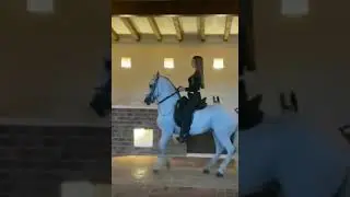 Paso Fino firtakted gangart